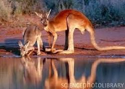The Red kangaroo - Great Sandy desert